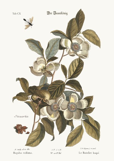 The Golden-crested Wren by Mark Catesby